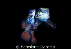 Lovers
Nikon D200,60 micro, twin strobo
Lembeh strait2008 by Marchione Giacomo 